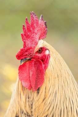 Kırmızı horoz portre