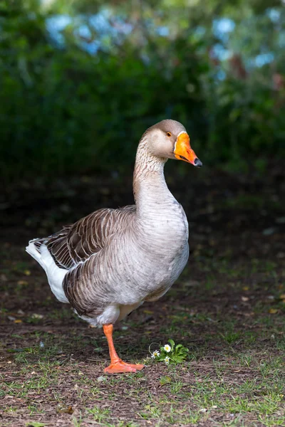 Beautiful goose portrait — Stock Photo, Image