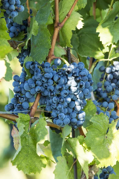 Grapes — Stock Photo, Image