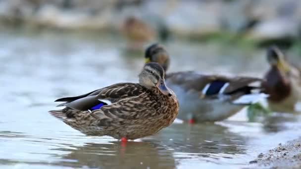 Wildenten genießen den Rest — Stockvideo