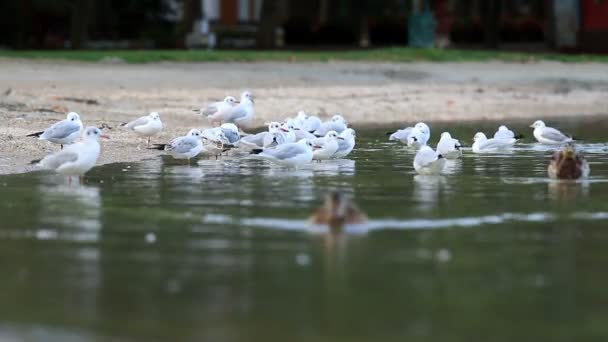 Gaviotas en el lago — Vídeo de stock