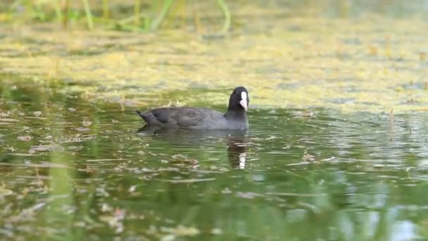 Łyska w wodzie (Fulica atra) — Wideo stockowe