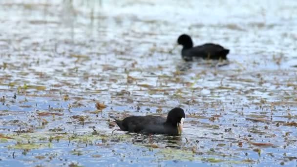 Sothöna i vattnet (Fulica atra) — Stockvideo