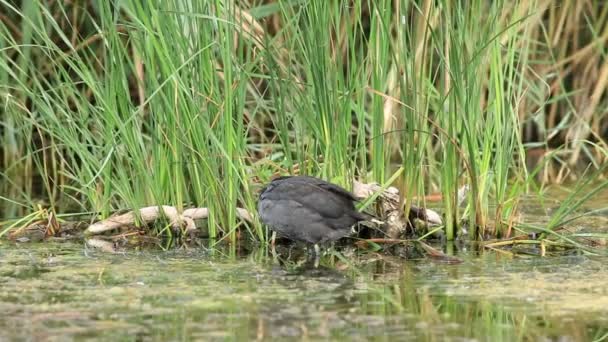 Sothöna i vattnet (Fulica atra) — Stockvideo