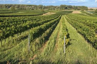 üzüm güzel satırları