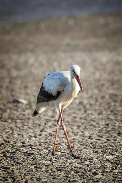 Porträtt av en vit stork — Stockfoto