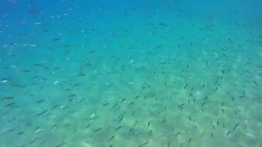 FIS bir sürüsü ile sualtı hayatı