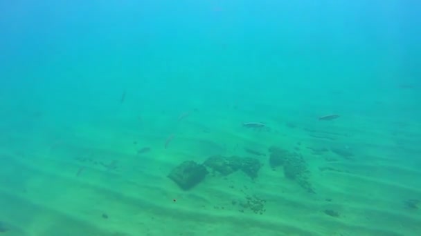 Vida submarina con una escuela de peces — Vídeos de Stock