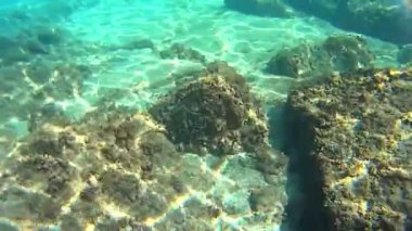 Deniz kestanesi yakın çekim