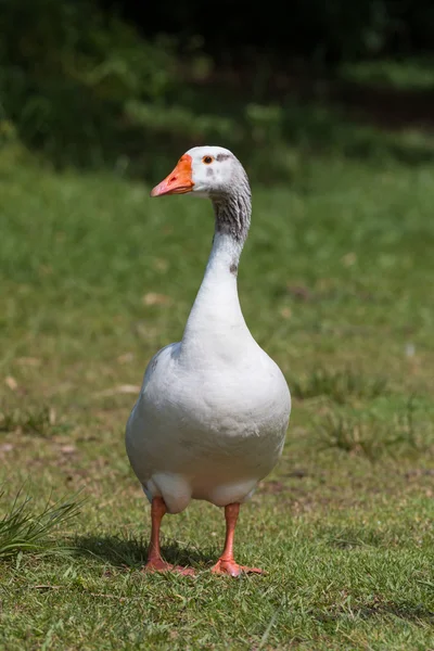 Belo retrato de ganso — Fotografia de Stock