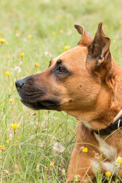 Närbild från en hund — Stockfoto