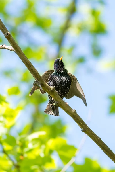 Starling europeo sul ramo — Foto Stock