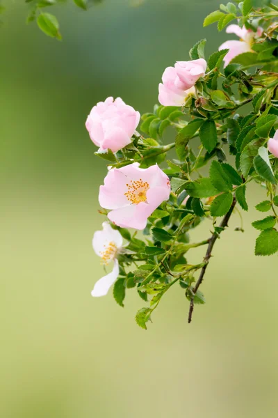 Beautiful blooming wild rose bush — Stock Photo, Image