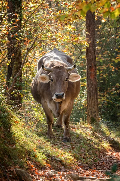 Šedé španělské kráva — Stock fotografie