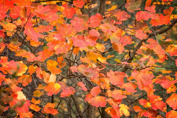 Herfst kleuren bladeren — Stockfoto