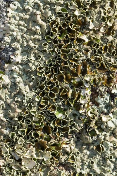 Lichen de cerca — Foto de Stock