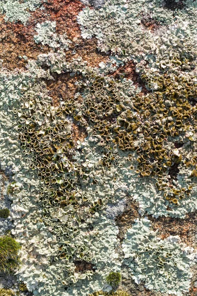 Lichen tutup — Stok Foto