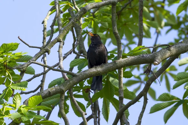 常见黑鸟(Turdus merula)) — 图库照片