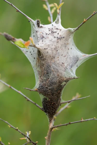 Jonge rupsen in het nest — Stockfoto