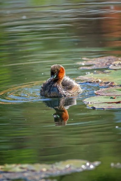 Piccolo lobo (Tachybaptus ruficollis ) — Foto Stock