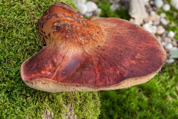 Champignons en gros plan — Photo