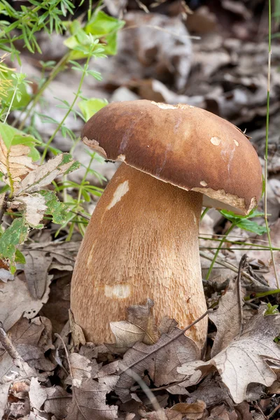 Funghi da vicino — Foto Stock