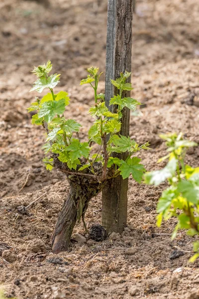 Grape plant in spring — Stock Photo, Image