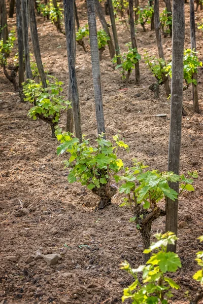 Winogron roślin wiosną — Zdjęcie stockowe