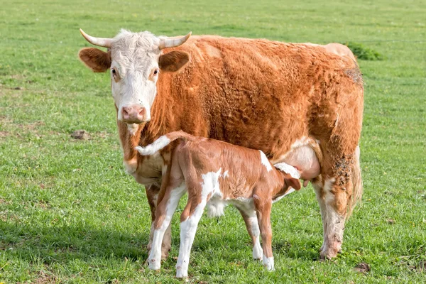 Ternero joven y tu murmullo — Foto de Stock