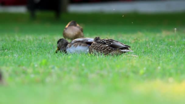 Wildenten genießen den Rest im Gras — Stockvideo