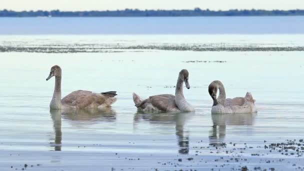 Young white swans on the water — Stock Video