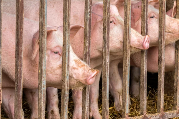 Jóvenes cerdos tras las rejas — Foto de Stock