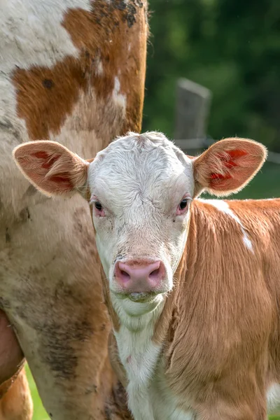 Young calf portrait — Stock Photo, Image