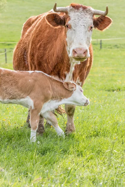 Hungarian cows family — Stock Photo, Image