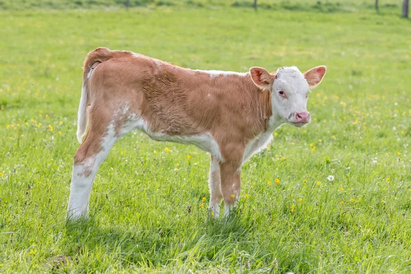 Young curious calf — Stock Photo, Image