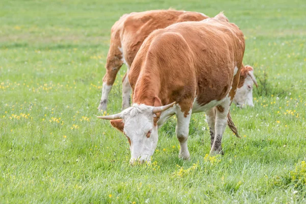 Hungarian cows in the pasture — Stock Photo, Image