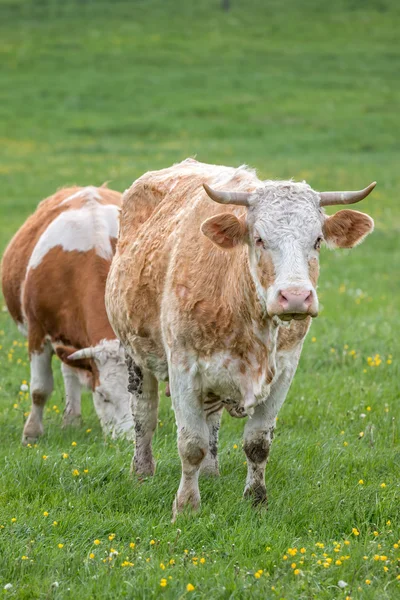 Maďarský krávy portrét — Stock fotografie
