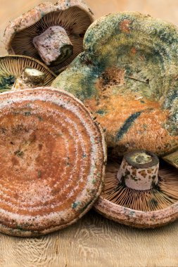 Safran süt kap (Lactarius deliciosus)