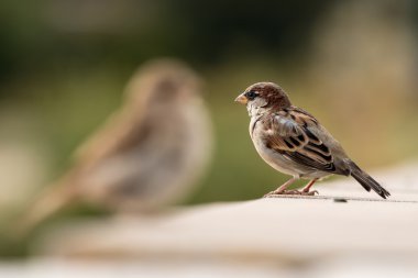 Genç erkek serçesi (Passer domesticus