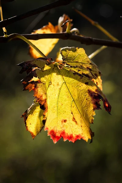 Leaf close up — Stock Photo, Image