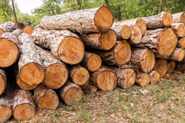 Gros tas dans la forêt — Photo