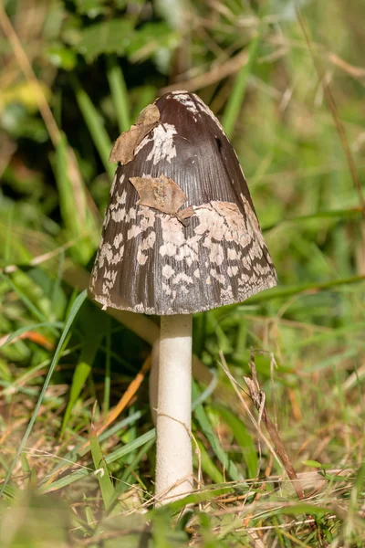 Kudłaty atrament WPR (Czernidłak kołpakowaty) grzyb w trawie — Zdjęcie stockowe