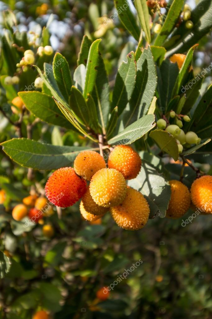 Strawberry tree,cane apple (Arbutus unedo) Stock Photo by ©digoarpi