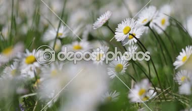 Güzel beyaz papatya büyüyen