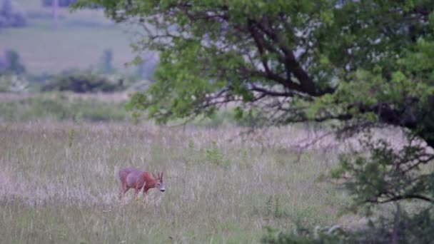 Young roe buck int the meadow — Stock Video