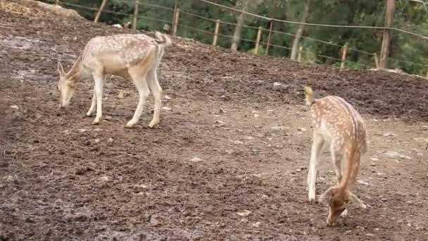 Young fallow deers — Stock Video