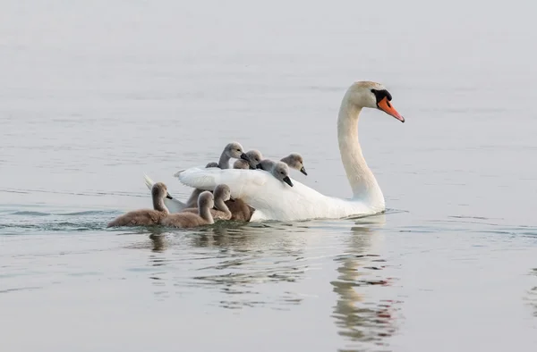 Primer plano de la familia Swan — Foto de Stock