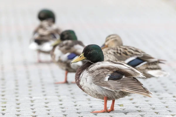 Many wild ducks — Stock Photo, Image