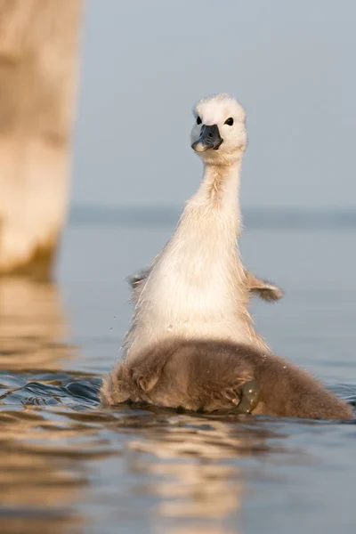 Young swans closeup — Stock Photo, Image