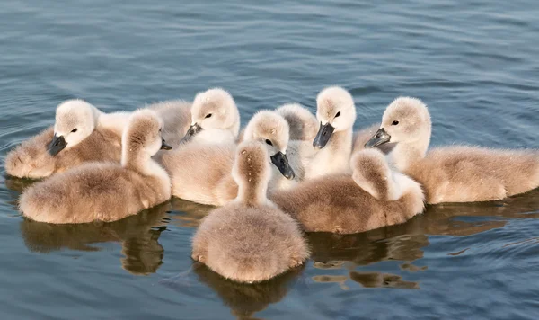 Unga svanar närbild — Stockfoto